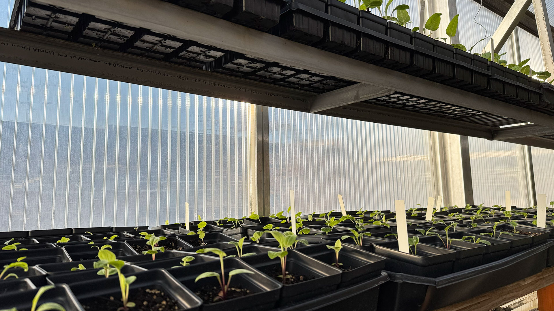 Bay College Greenhouse seedlings/starts